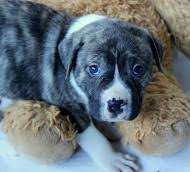 Bp Litter Bartlett - ADOPTED 12.26.15