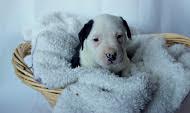 Bp Litter Charlton - ADOPTED 12.17.15