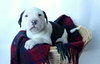 Bp Litter Charlton - ADOPTED 12.17.15