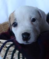 Bp Litter Donnatella - ADOPTED 12.20.15