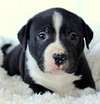 Bp Litter Joshua - ADOPTED 06.07.16