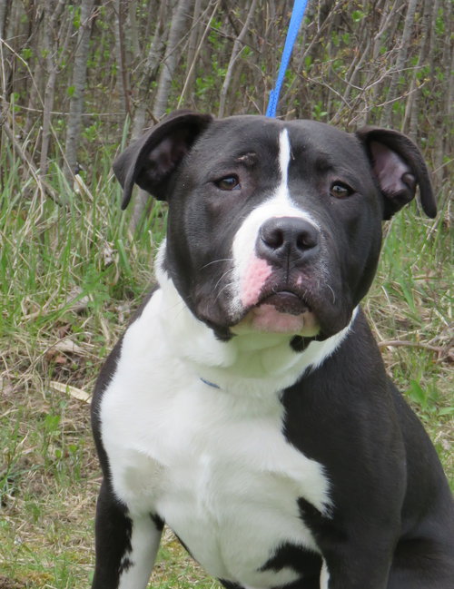 Bp Litter Joshua - ADOPTED 06.07.16