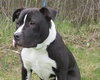 Bp Litter Joshua - ADOPTED 06.07.16
