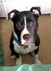 Bp Litter Joshua - ADOPTED 06.07.16