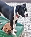 Bp Litter Joshua - ADOPTED 06.07.16