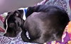 Bp Litter Joshua - ADOPTED 06.07.16