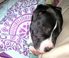 Bp Litter Joshua - ADOPTED 06.07.16