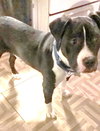 Bp Litter Joshua - ADOPTED 06.07.16