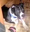Bp Litter Joshua - ADOPTED 06.07.16