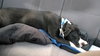 Bp Litter Joshua - ADOPTED 06.07.16