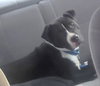 Bp Litter Joshua - ADOPTED 06.07.16