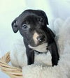 Bp Litter Claudia Jean - ADOPTED 08.11.16