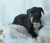 Bp Litter Claudia Jean - ADOPTED 08.11.16