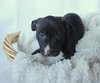 Bp Litter Claudia Jean - ADOPTED 08.11.16