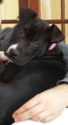 Bp Litter Claudia Jean - ADOPTED 08.11.16