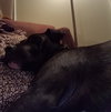 Bp Litter Claudia Jean - ADOPTED 08.11.16