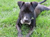 Bp Litter Claudia Jean - ADOPTED 08.11.16