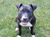 Bp Litter Claudia Jean - ADOPTED 08.11.16