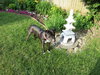 Bp Litter Claudia Jean - ADOPTED 08.11.16