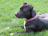 Bp Litter Claudia Jean - ADOPTED 08.11.16