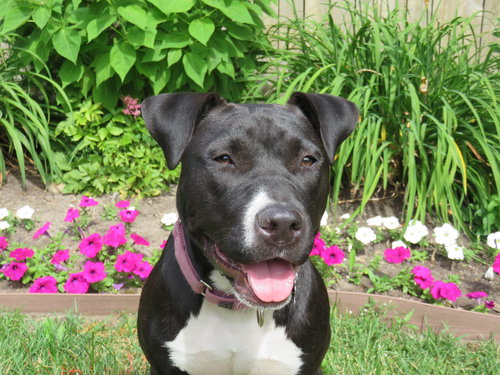 Bp Litter Claudia Jean - ADOPTED 08.11.16