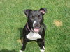 Bp Litter Claudia Jean - ADOPTED 08.11.16