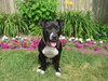 Bp Litter Claudia Jean - ADOPTED 08.11.16