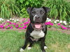 Bp Litter Claudia Jean - ADOPTED 08.11.16