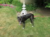 Bp Litter Claudia Jean - ADOPTED 08.11.16