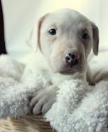 Bp Litter Abigail - ADOPTED 01.17.16