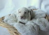 Bp Litter Abigail - ADOPTED 01.17.16