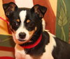 Rovos - ADOPTED-12.13.15