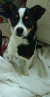 Rovos - ADOPTED-12.13.15