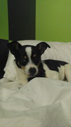Rovos - ADOPTED-12.13.15