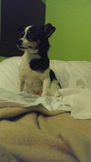 Rovos - ADOPTED-12.13.15