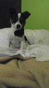 Rovos - ADOPTED-12.13.15