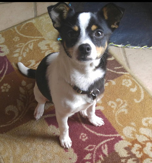 Rovos - ADOPTED-12.13.15