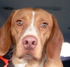 Micah - ADOPTED 03.27.16