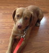 Micah - ADOPTED 03.27.16