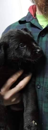 Cp Litter Columbus - ADOPTED 12.30.15
