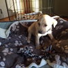 Cp Litter Cranberry - ADOPTED 11.29.15