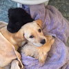 Cp Litter Cranberry - ADOPTED 11.29.15