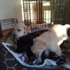 Cp Litter Cranberry - ADOPTED 11.29.15
