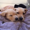 Cp Litter Cranberry - ADOPTED 11.29.15