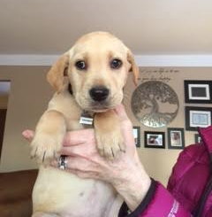 Cp Litter Cranberry - ADOPTED 11.29.15