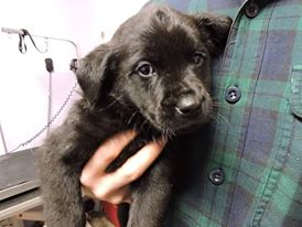 Cp Litter Pilgrim - ADOPTED 12.06.15