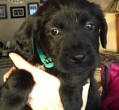 Cp Litter Turkey - ADOPTED 12.08.15