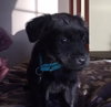 Cp Litter Turkey - ADOPTED 12.08.15