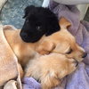 Cp Litter Turkey - ADOPTED 12.08.15
