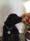 Cp Litter Turkey - ADOPTED 12.08.15